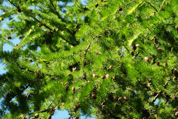 beautiful young fir with cones against the blue sky