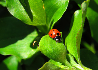ladybird on a leaf