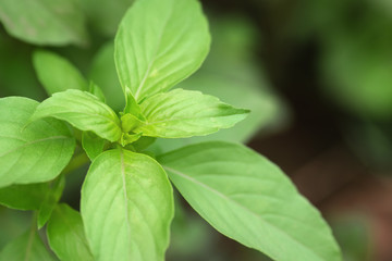 Basil plant in the garden. Close-up view