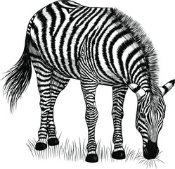 Fototapeta na wymiar Zebra black and white stands straight