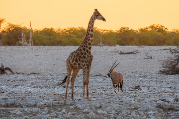 Giraffe and Gemsbok Oryx stand in front of water hole at sunset sky in Etosha National Park, Namibia