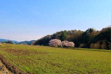 さくら　田舎　風景　杤木　さがらみ