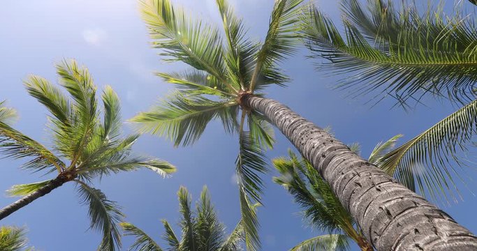 SEAMLESS LOOP VIDEO. Summer beach background palm trees against blue sky panorama, tropical Caribbean travel destination.