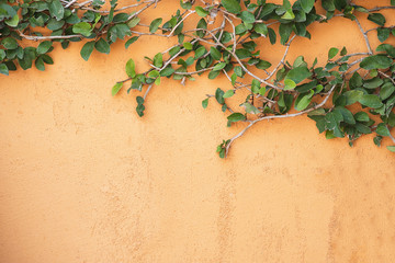 Yellow walls and trees . Concept background images and vintage style