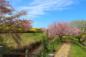 春　さくら　道　川　渡良瀬　風景　杤木　