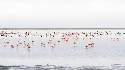 Pink Flamingos at Walvis Bay, Namibia.