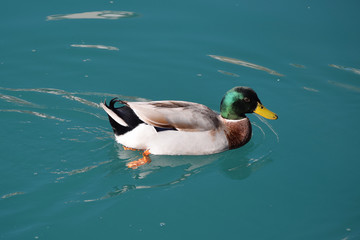 
multicolored
 duck swims in seawater