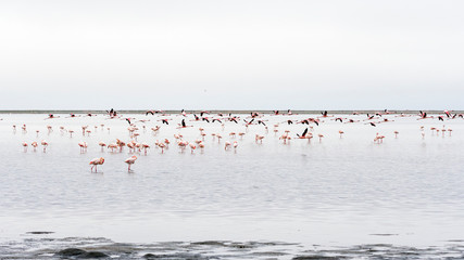 Pink Flamingos at Walvis Bay, Namibia.