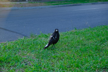 The Australian magpie is a medium-sized black and white passerine bird native to Australia and southern New Guinea. Although once considered to be three separate species, it is now considered
