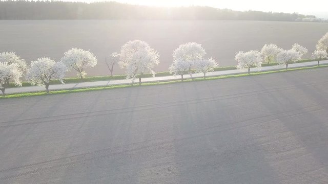 Row of blooming cherry trees in spring time.
Aerial drone shot of Beautiful trees alley with asphalt road with moving car.
View of white delicate flowers branches of fruit tree.
Amazing Sunny day