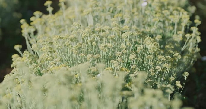 Growing a medicinal herbs, Immortelle field near Oklaj in Damatian Zagora, Croatia