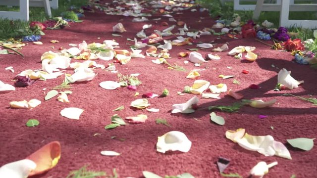 Pan of rose pedals on wedding red carpet - wedding day