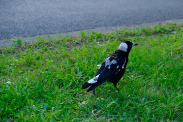 The Australian magpie is a medium-sized black and white passerine bird native to Australia and southern New Guinea. Although once considered to be three separate species, it is now considered