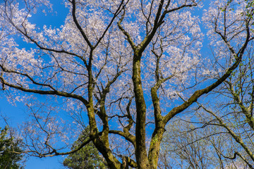 日本の春満開の一本の大きな桜の木