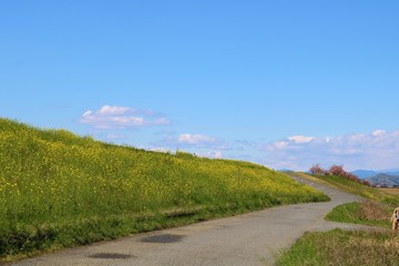 Fototapeta na wymiar 春　道　菜の花　山　渡良瀬　風景　杤木