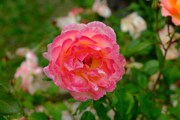 A Rose is a woody perennial flowering plant of the genus Rosa, in the family Rosaceae, or the flower it bears.There are over three hundred species and thousands of cultivars.They form a group of plant