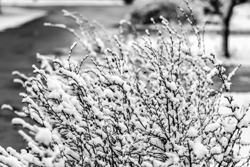 Fresh fluffy snow on bushes branches on a quiet winter day. Black and white photography