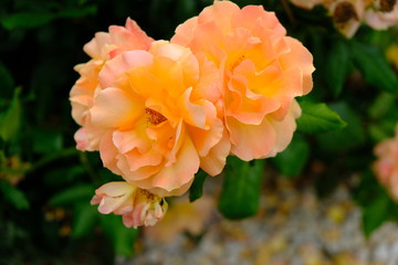 A Rose is a woody perennial flowering plant of the genus Rosa, in the family Rosaceae, or the flower it bears.There are over three hundred species and thousands of cultivars.They form a group of plant