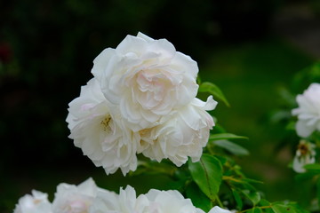 A Rose is a woody perennial flowering plant of the genus Rosa, in the family Rosaceae, or the flower it bears.There are over three hundred species and thousands of cultivars.They form a group of plant