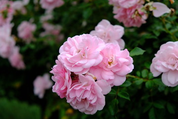 A Rose is a woody perennial flowering plant of the genus Rosa, in the family Rosaceae, or the flower it bears.There are over three hundred species and thousands of cultivars.They form a group of plant