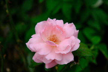 A Rose is a woody perennial flowering plant of the genus Rosa, in the family Rosaceae, or the flower it bears.There are over three hundred species and thousands of cultivars.They form a group of plant