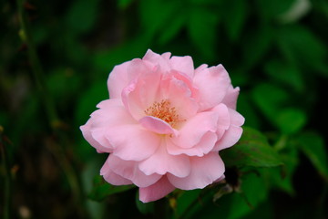 Obraz premium A Rose is a woody perennial flowering plant of the genus Rosa, in the family Rosaceae, or the flower it bears.There are over three hundred species and thousands of cultivars.They form a group of plant