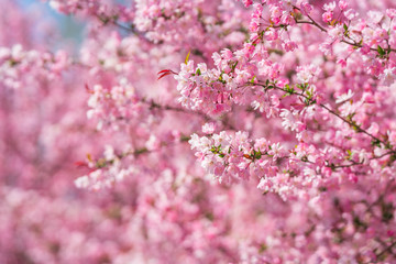 The pink begonia blossoms in spring