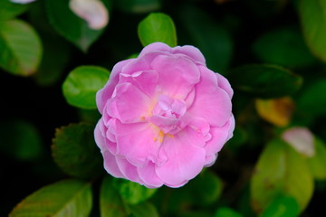 A Rose is a woody perennial flowering plant of the genus Rosa, in the family Rosaceae, or the flower it bears.There are over three hundred species and thousands of cultivars.They form a group of plant