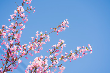 The pink begonia blossoms in spring