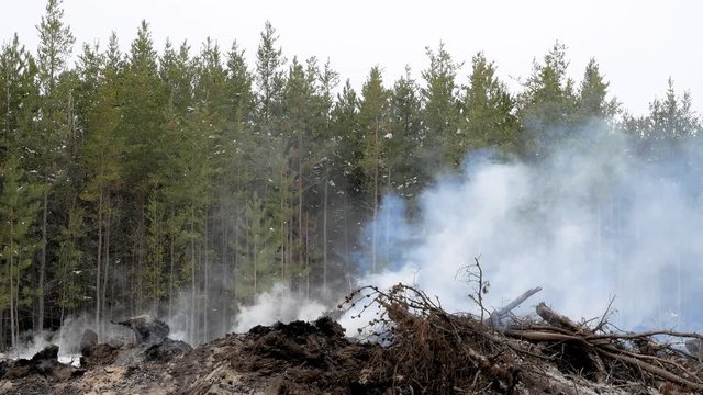 Smoke rises from a smoldering fire from the burning of slashings from a forest logging operation in Minnesota, on a cloudy day with jack pine trees in the background.