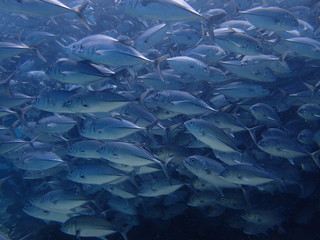 ボルネオの海底で大混雑のギンガメアジの大群
