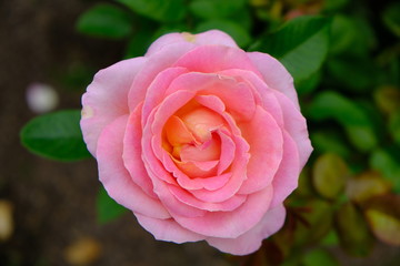 A Rose is a woody perennial flowering plant of the genus Rosa, in the family Rosaceae, or the flower it bears.There are over three hundred species and thousands of cultivars.They form a group of plant