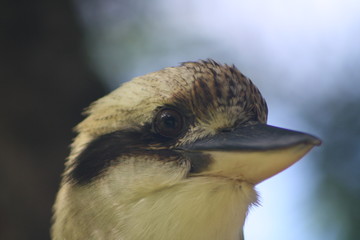 close up of bird