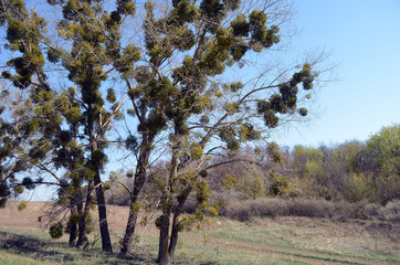 Eastern Europe spring landscape. Poltava Region