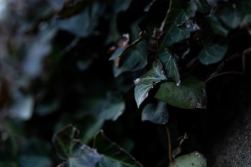 leaves