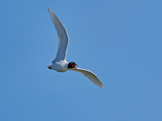 Mediterranean gull (Ichthyaetus melanocephalus)