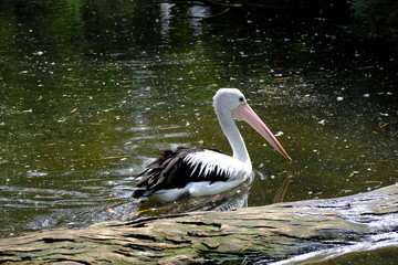 Australian Pelican