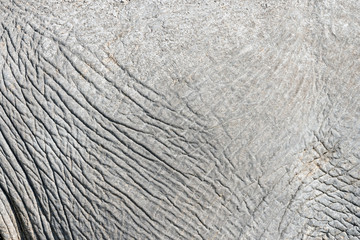 Elephant skin texture abstract background.