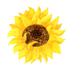  Yellow flower of a sunflower on a white background. Botanical watercolor illustration.