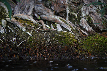 laughed wistfully in a cool winter forest