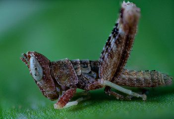 Grasshopper macro photo