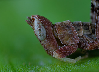 Grasshopper macro photo