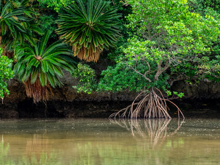 沖縄、石垣島のマングローブ