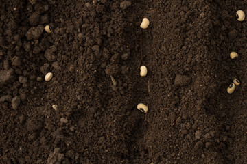 Seeds of vegetable sow on health soil, top view
