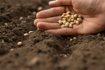 Hand sowing seeds of vegetable to health soil at home garden.