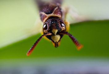 Macro photos of  spiders ,hammerhead,wasp,moth,butterflies,grass hopper,mosquito and other arthropods