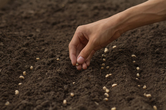 Home gardening expert, Hand drop some seeds of vegetable to health soil. sowing seed on prepared soil at backyard garden.