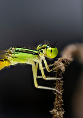 Macro photos of  spiders ,hammerhead,wasp,moth,butterflies,grass hopper,mosquito and other arthropods