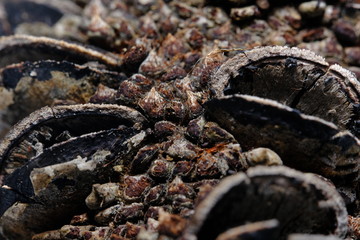 Seed Pods,Banksia is a genus of plants that occur in Australia and Papua New Guinea numbering 75 named species. Of these, 61 are found in Western Australia, including the Banksia Grandis,