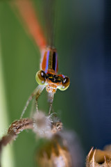 Macro photos of  spiders ,hammerhead,wasp,moth,butterflies,grass hopper,mosquito and other arthropods